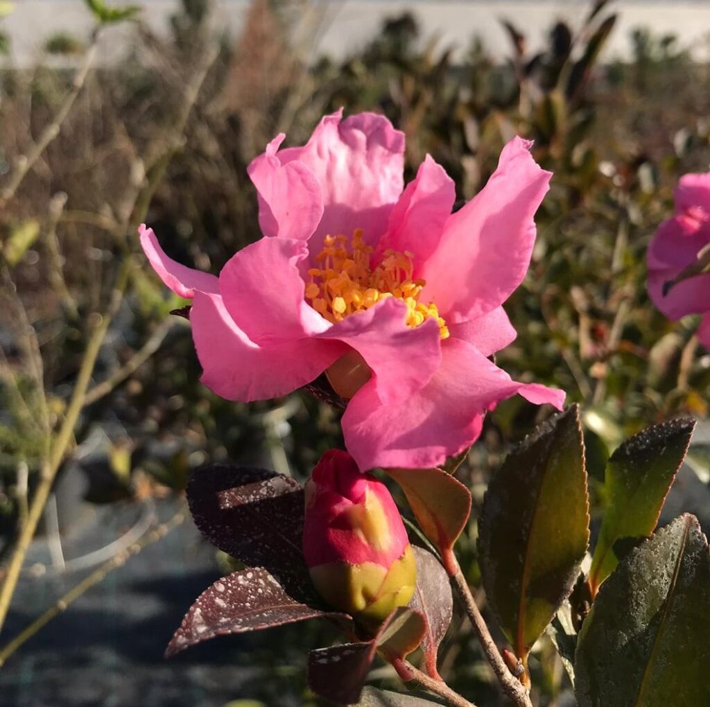 camelia-sasanqua-floricoltura-roncador-valentino