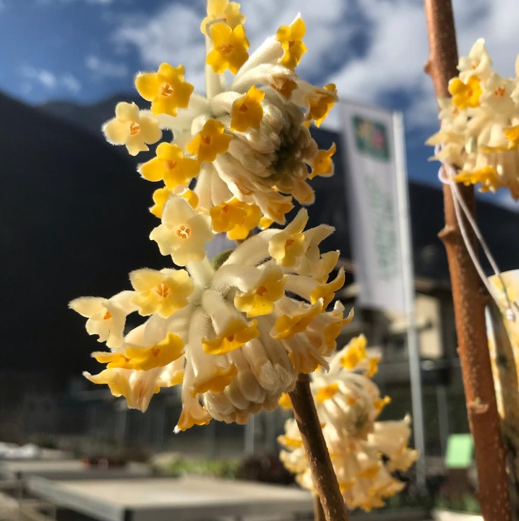 edgeworthia-chrysantha-floricoltura-roncador-valentino