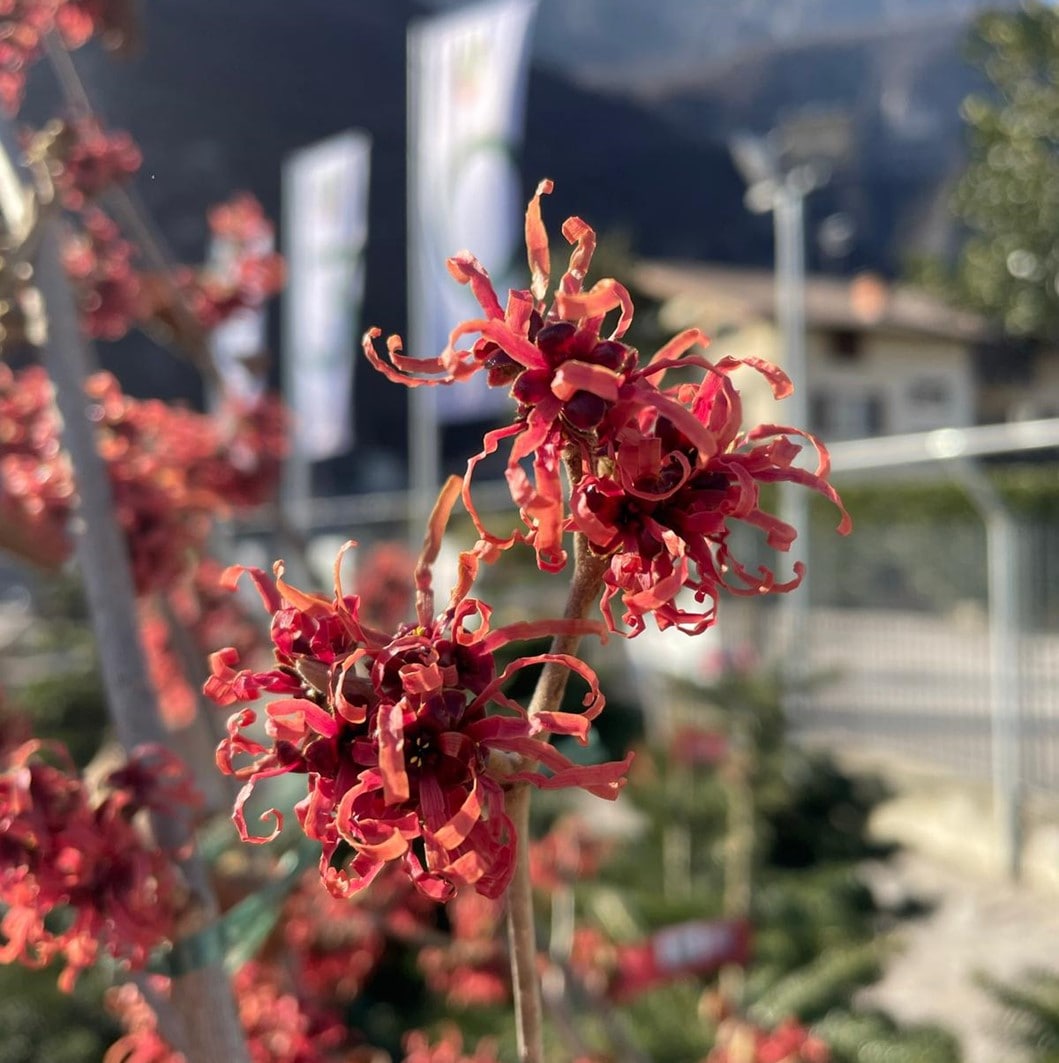 hamamelis-floricoltura-roncador-valentino