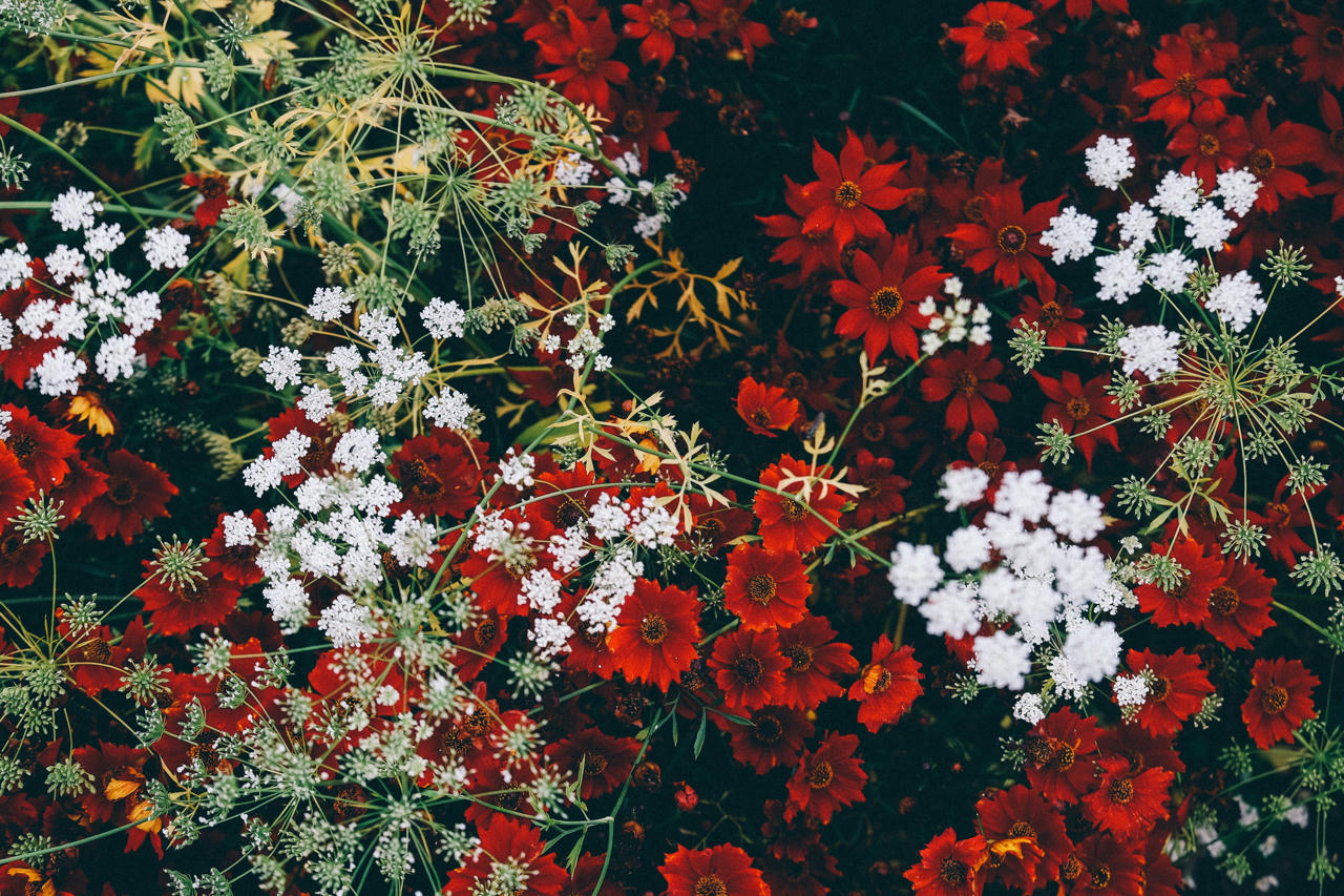 Il mio giardino | ciclo di incontri