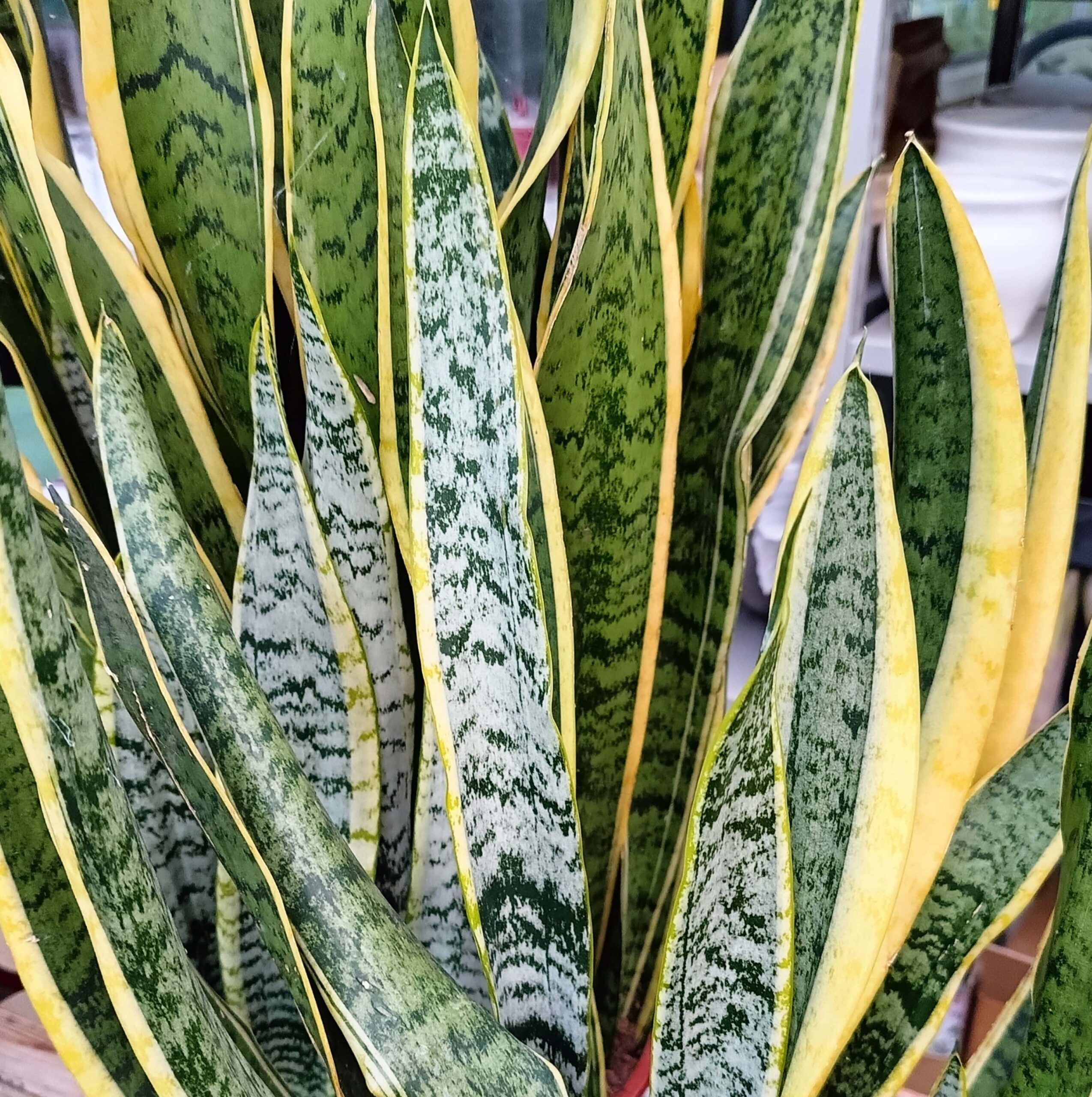 Sansevieria trifasciata_Floricoltura Roncador Valentino