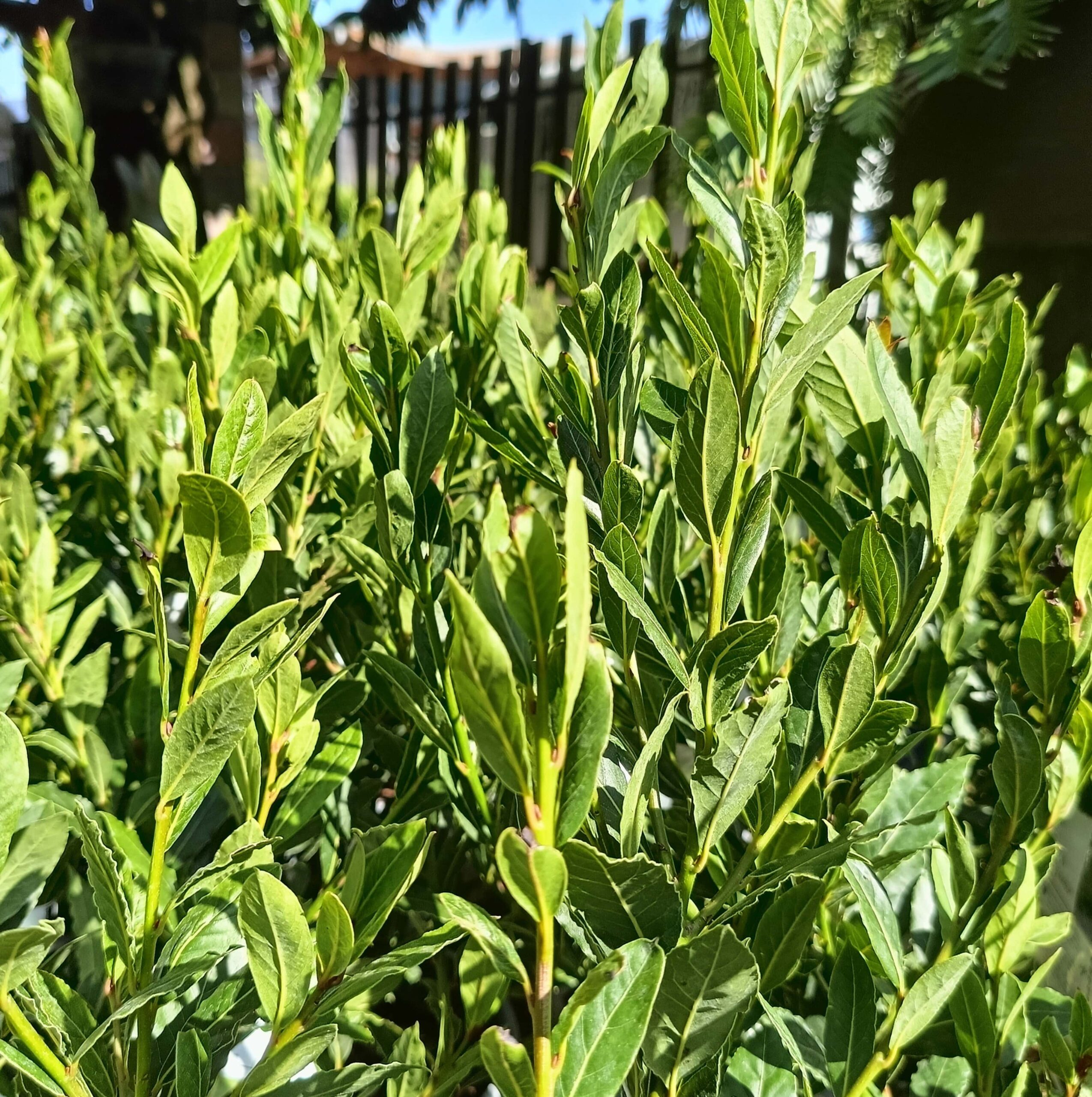 Laurus nobilis_Floricoltura Roncador Valentino