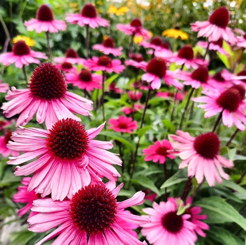Echinacea purpurea-Floricoltura Roncador Valentino