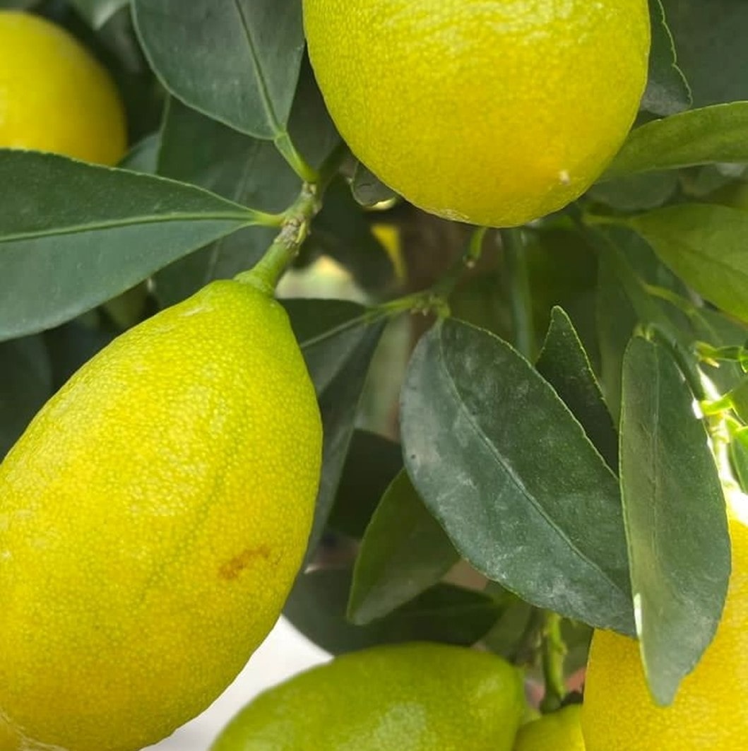 Cura del limone-Floricoltura Roncador Valentino