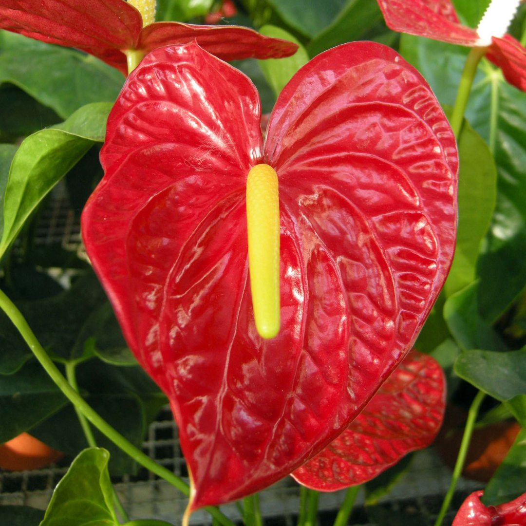 Anthurium, il rosso “alternativo”