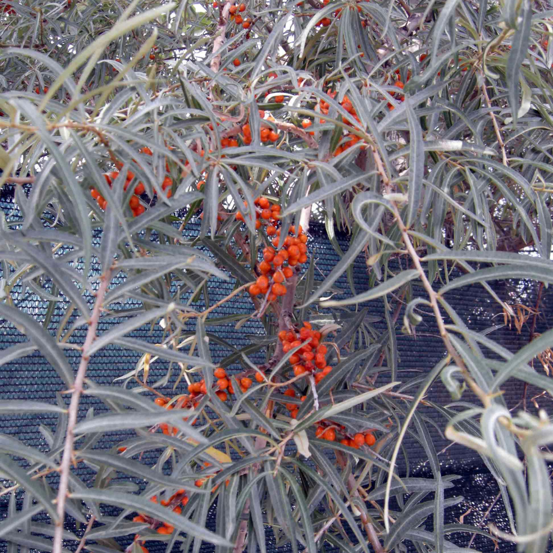 Olivello spinoso: una miniera di vitamina C