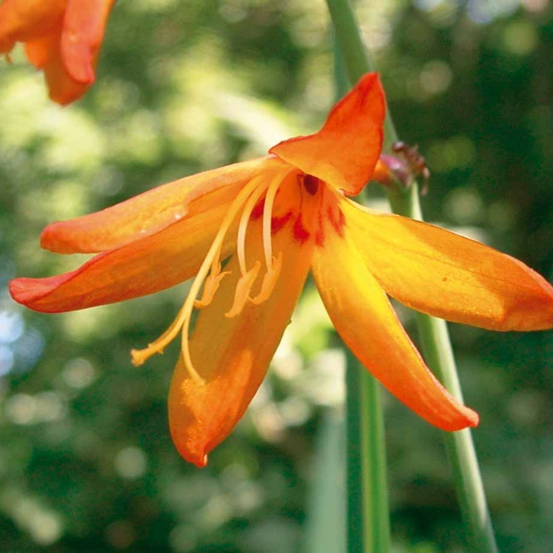 Cinque splendide bulbose estive da dry garden