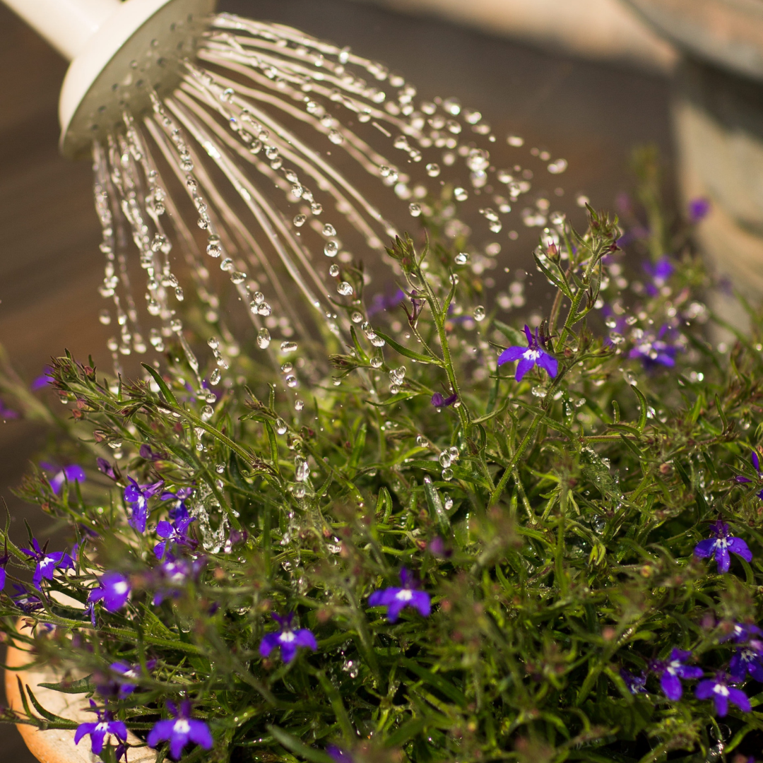 Irrigazione in terrazzo: rientra nel Bonus Verde se…