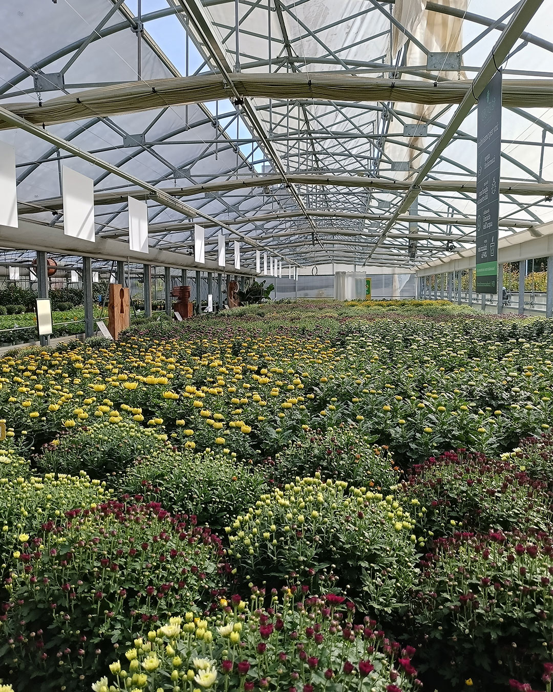 Serra piante e fiori Floricoltura Roncador Valentino