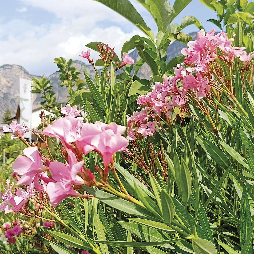 Arbusti fioriti sempreverdi piante da fiore garden center Floricultura Roncador Valentino