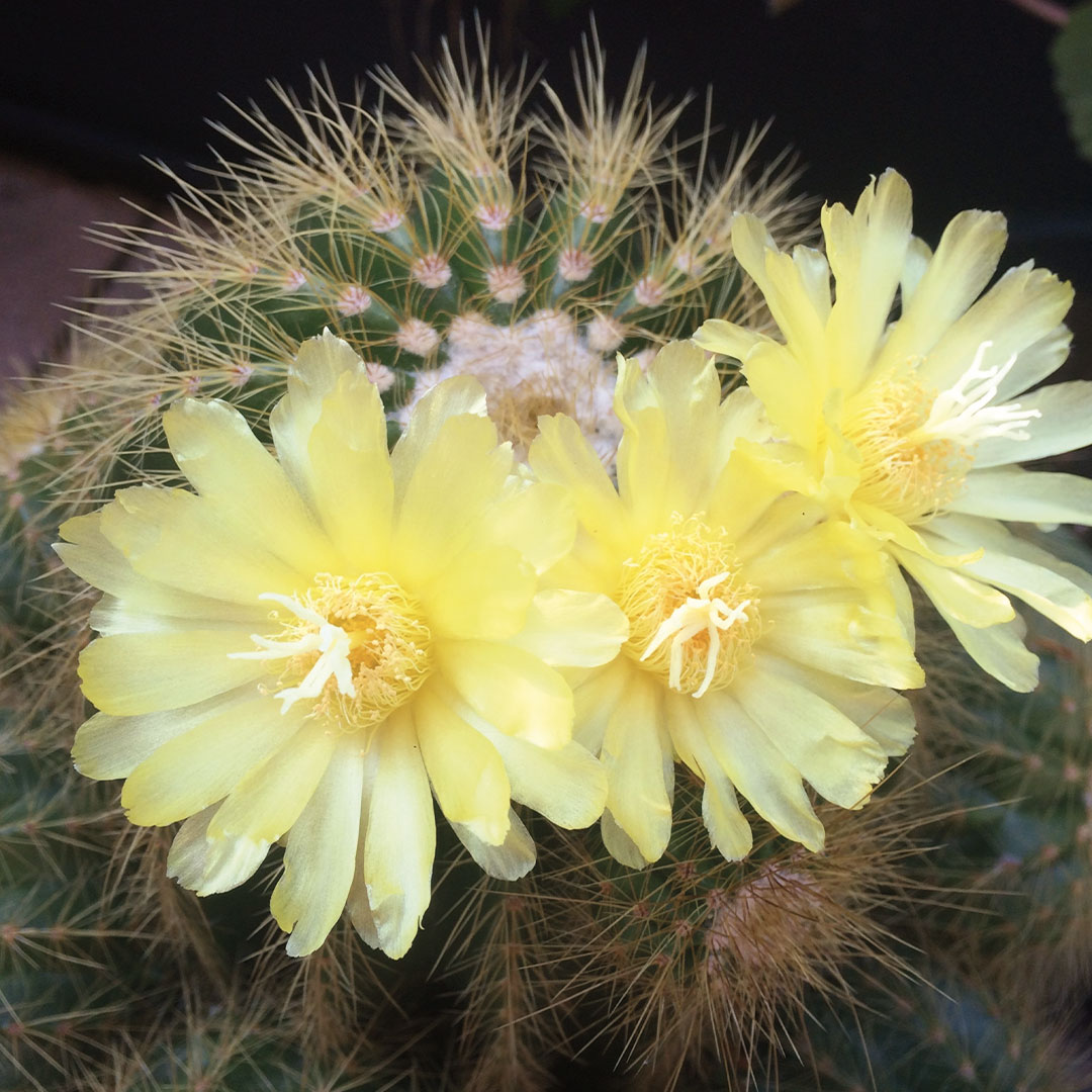 cactus-piante-grasse-piante-da-interno-e-balcone-floricoltura-roncador-valentino.jpg