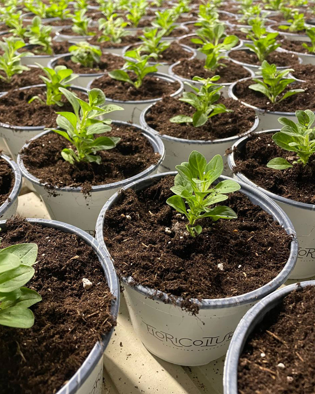 Coltivazione piante Floricoltura Roncador Valentino
