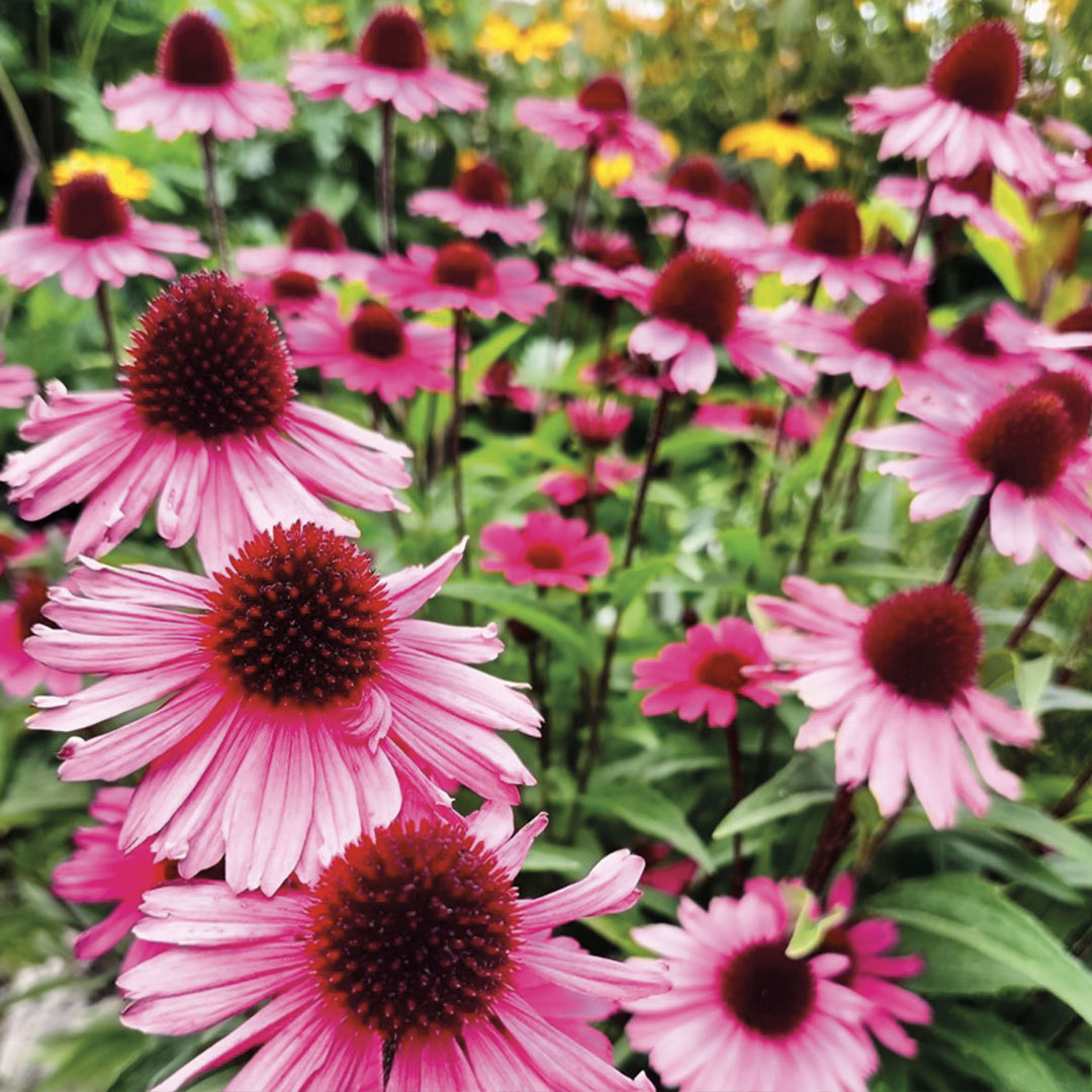 Erbacee perenni piante da fiore garden center Floricultura Roncador Valentino