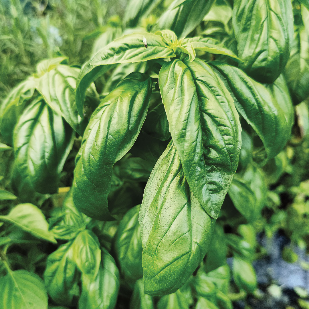 Aromatiche e officinali garden center Floricoltura Roncador Valentino