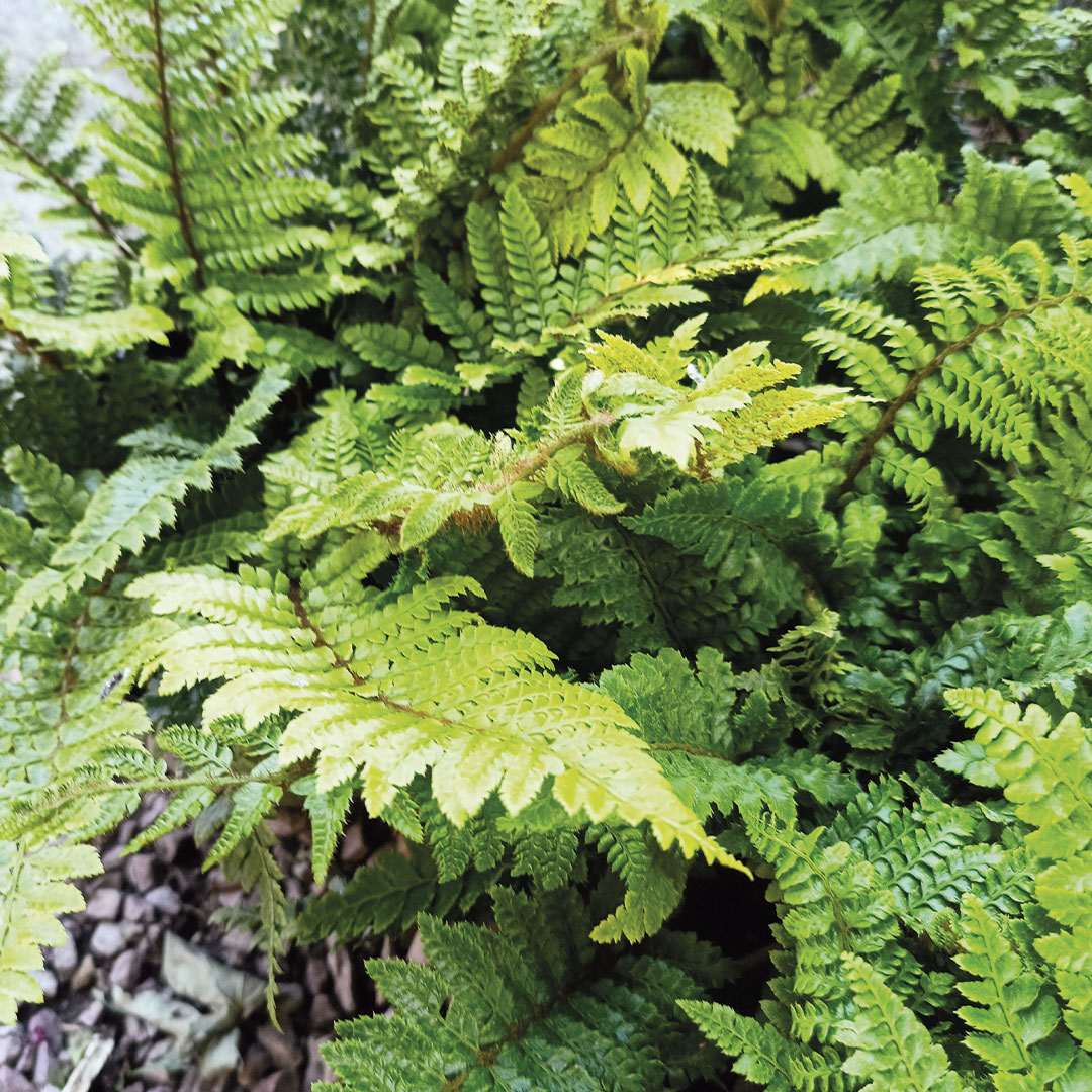 Felci e piante da ombra alberi da giardino Floricotura Roncador Valentino