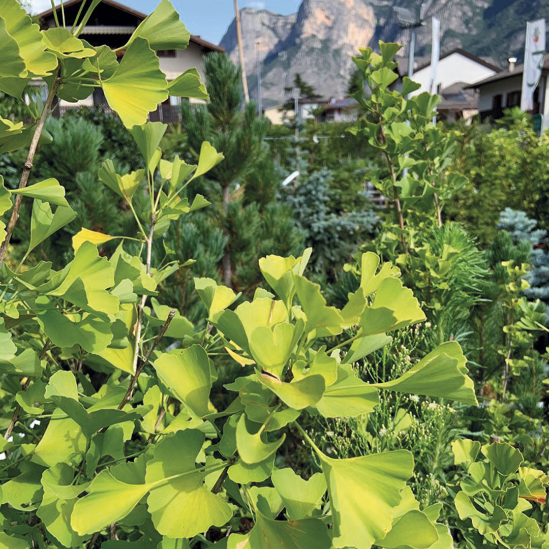 Ginkgo e piante relitto alberi da giardino Floricotura Roncador Valentino