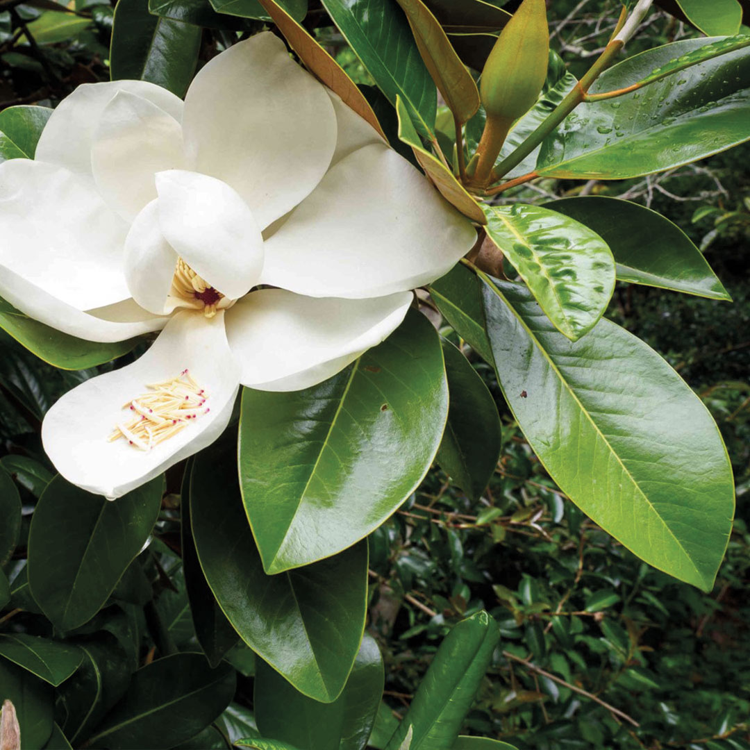 Magnolie piante da fiore garden center Floricultura Roncador Valentino