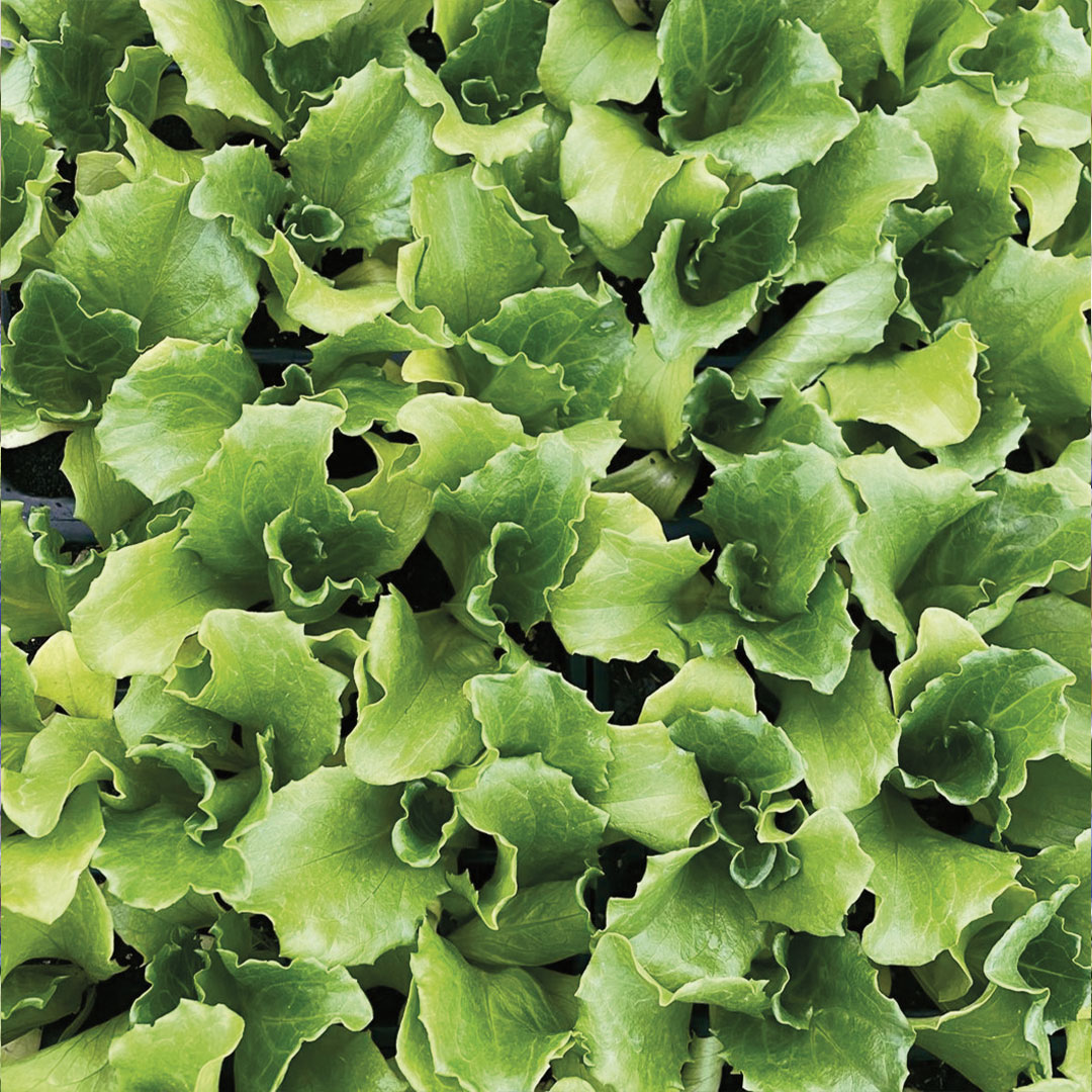 Piante da orto garden center Floricoltura Roncador Valentino