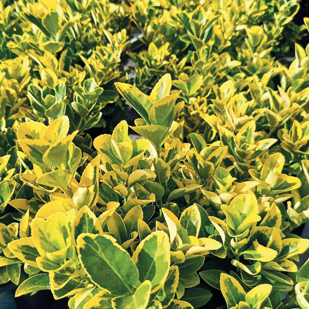 Sempreverdi da siepe alberi da giardino Floricotura Roncador Valentino