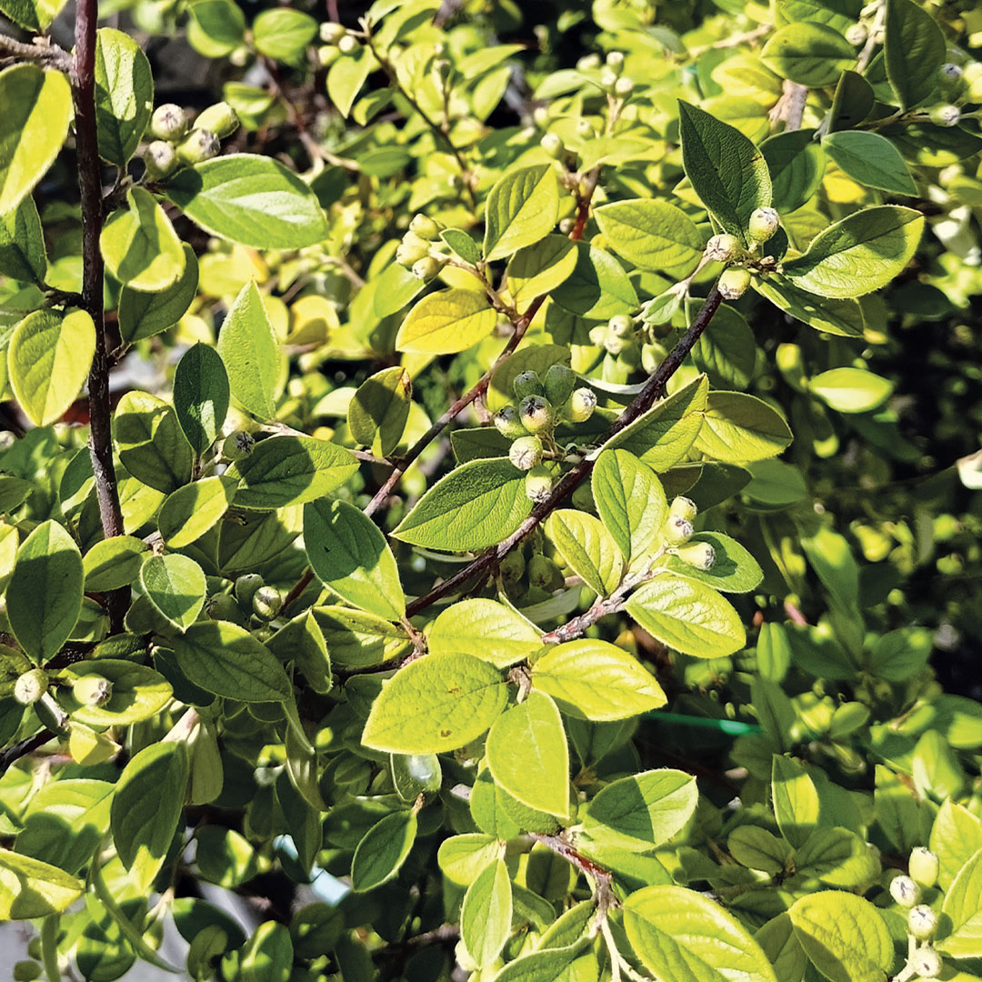 Tappezzanti e coprisuolo alberi da giardino Floricotura Roncador Valentino
