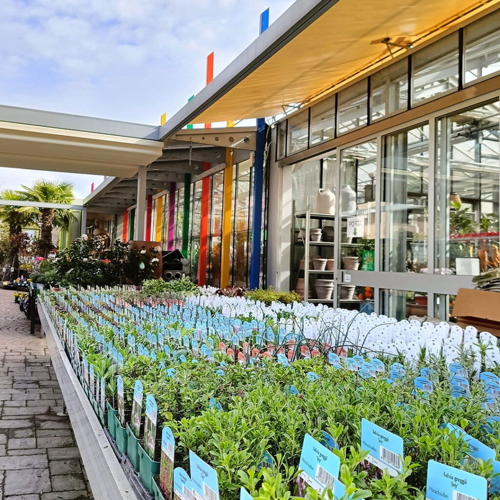 Vendita piante da esterno - Floricoltura Roncador Valentino
