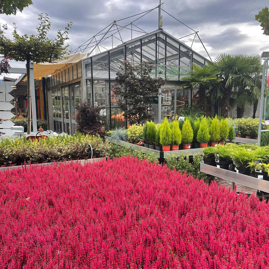 Vendita piante da esterno Floricoltura Roncador Valentino