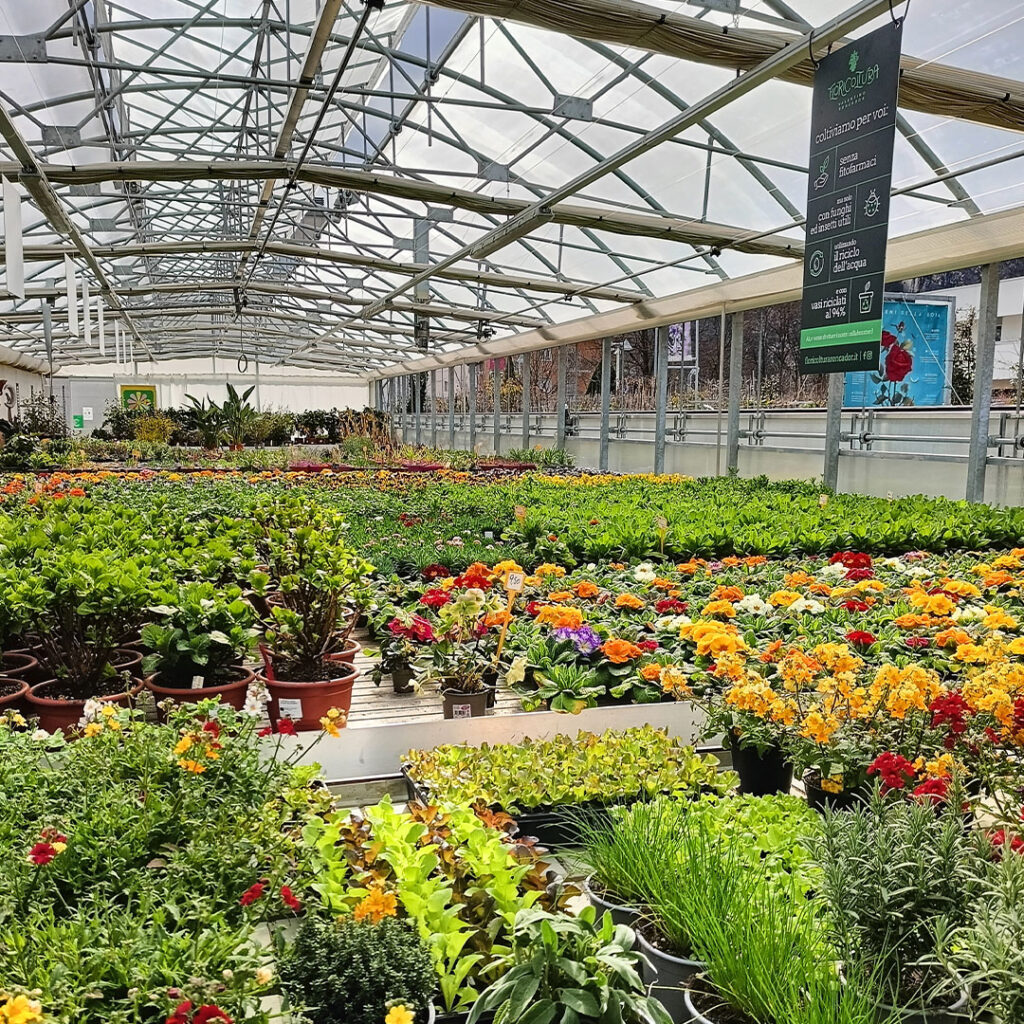 Vendita piante da interni Floricoltura Roncador Valentino