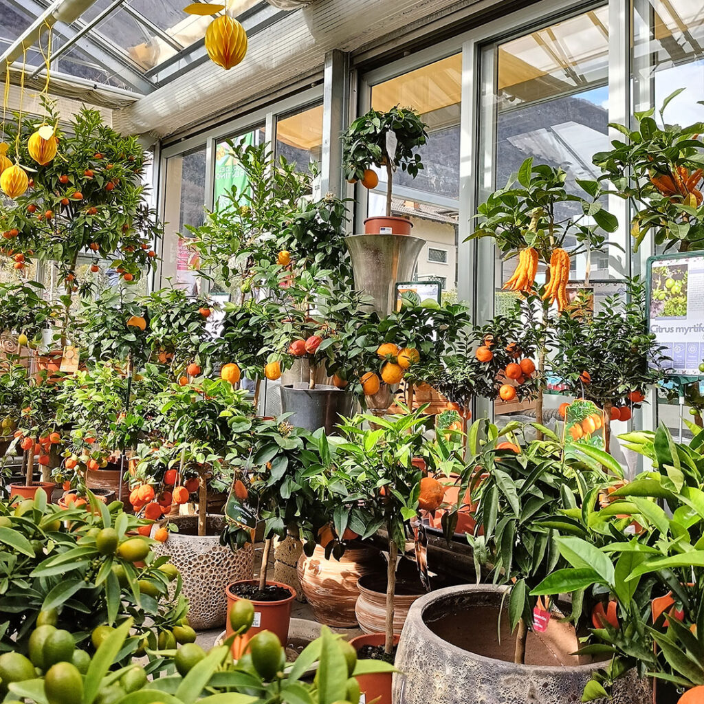 Vendita piante da interno agrumi - Floricoltura Roncador Valentino