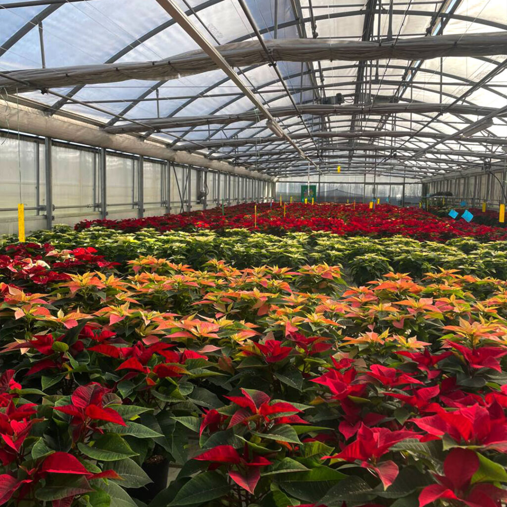 Vendita piante da interno ph2 - Floricoltura Roncador Valentino