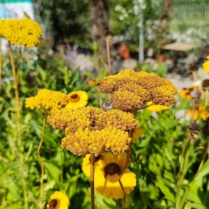 achillea-filipendulina-terrazzo-sostenibile-floricoltura-roncador-valentino.jpg