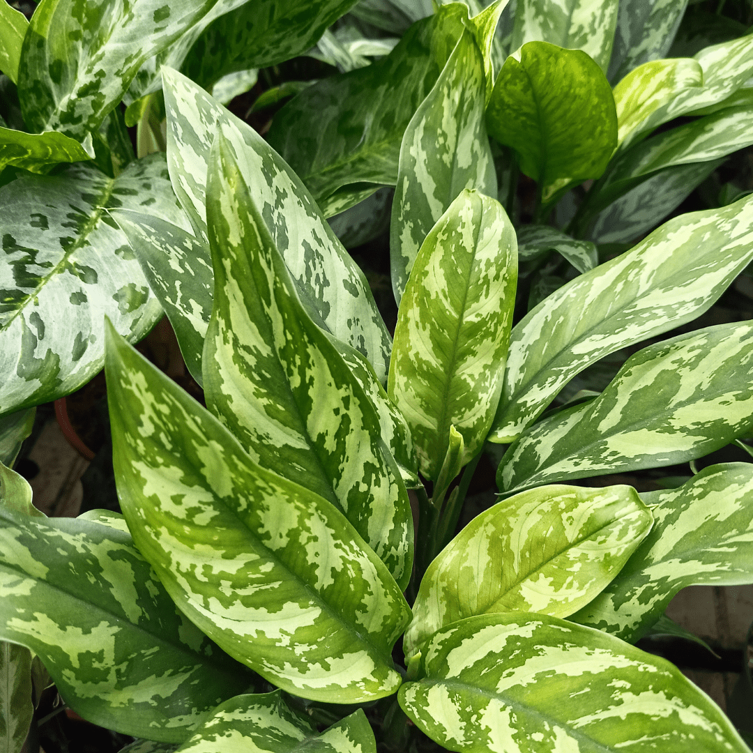 Aglaonema-floricoltura-roncador-valentino