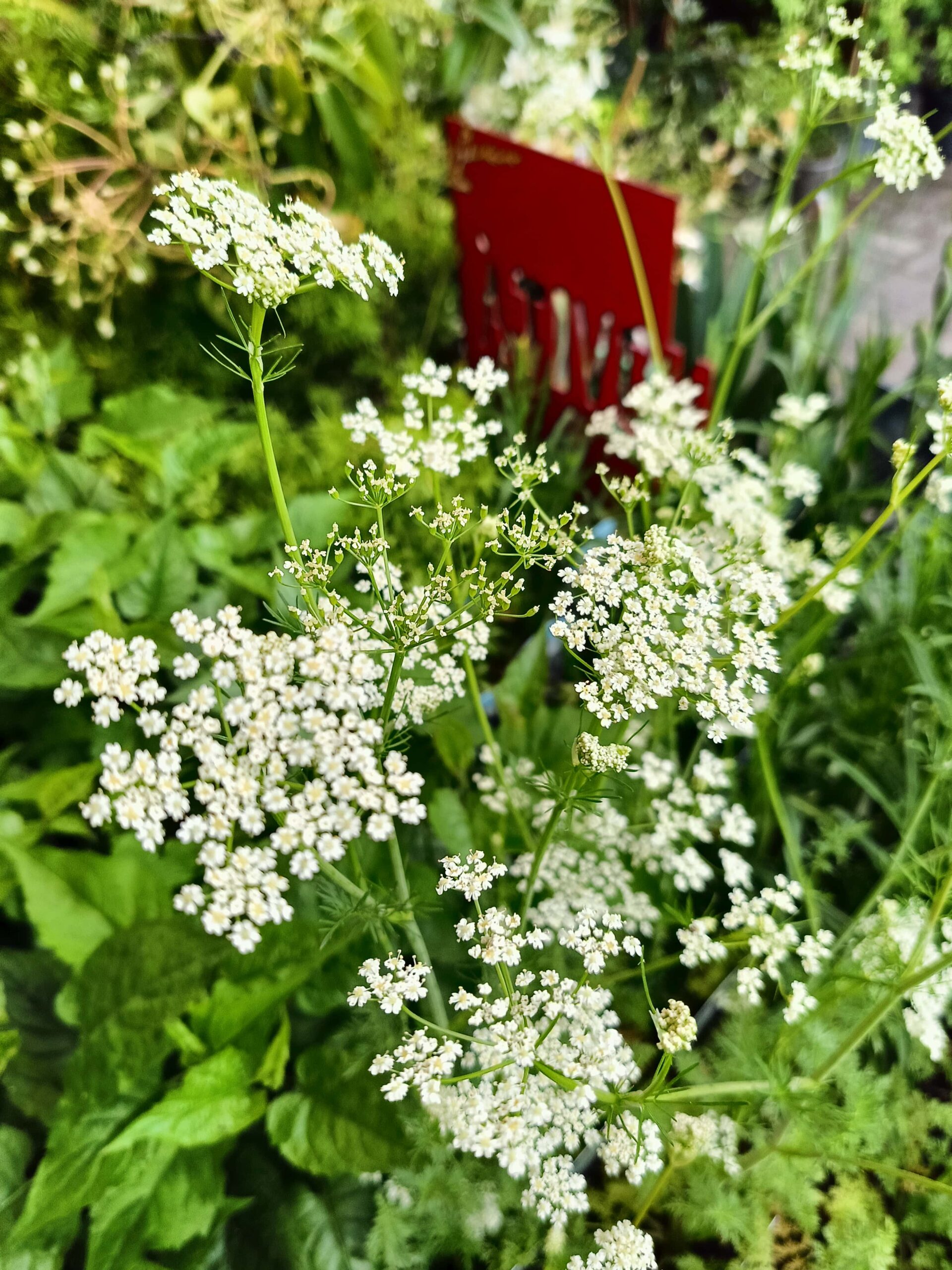 Carum carvi_Cumino dei prati_Floricoltura Roncador Valentino