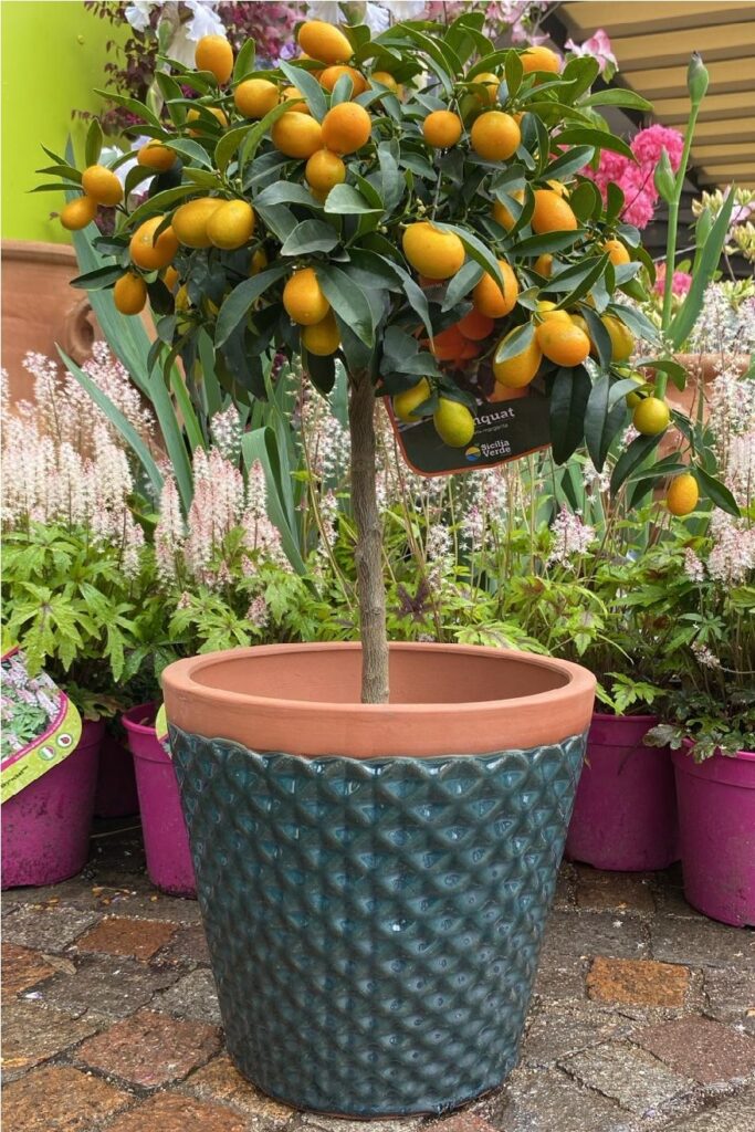 Citrus japonica-Kumquat-Agrumi-Floricoltura Roncador Valentino-1