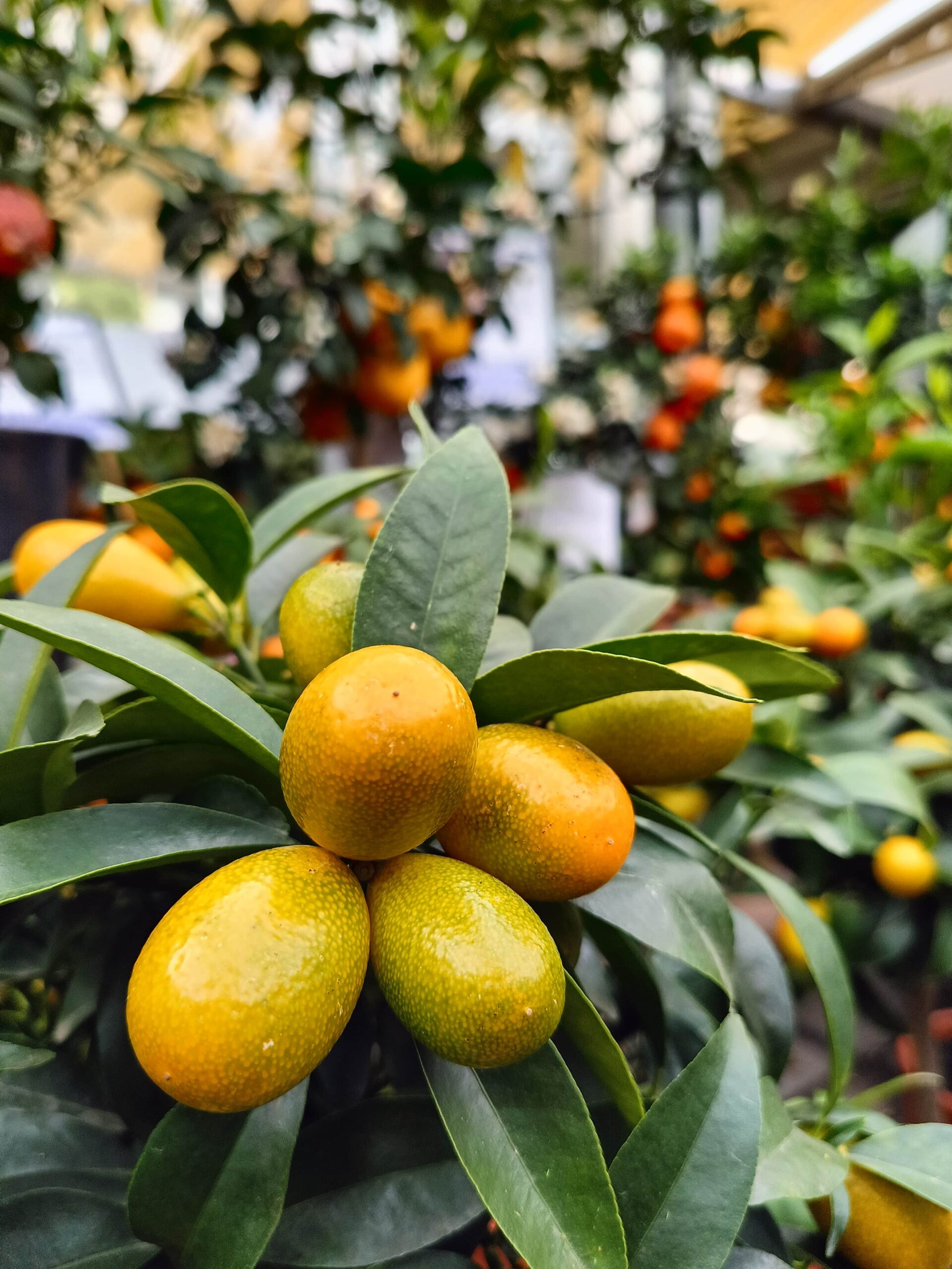 Citrus japonica “Kumquat”, pianta della settimana dal 28 aprile al 4 maggio