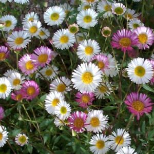 erigeron-karvinskianus-terrazzo-sostenibile-floricoltura-roncador-valentino.jpg
