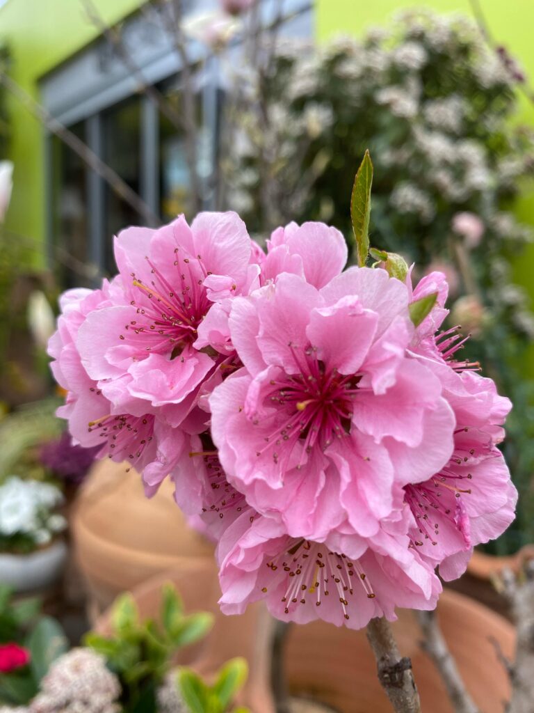 prunus-serrulata-shidare-zakura-floricoltura-roncador-valentino