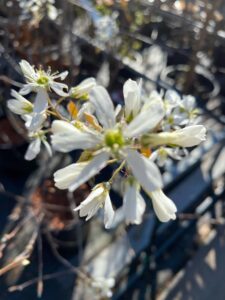 amelanchier-canadensis-pianta-della-settimana-floricoltura-roncador-valentino.jpg