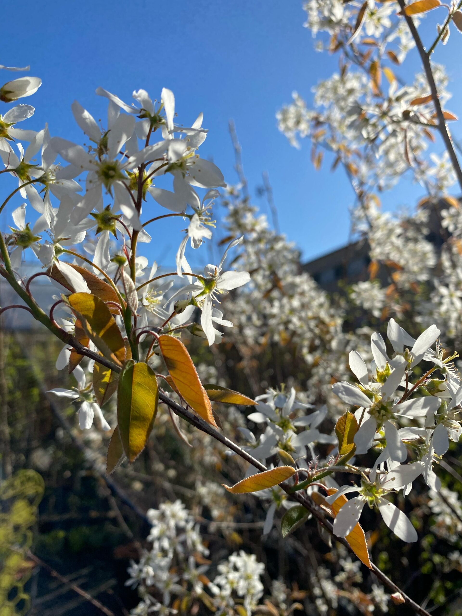 amelanchier-canadensis-pianta-della-settimana-floricoltura-roncador-valentino.jpg