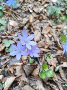 hepatica-nobilis-erba-trinità-flora-del-trentino-floricoltura-roncador-valentino.jpg