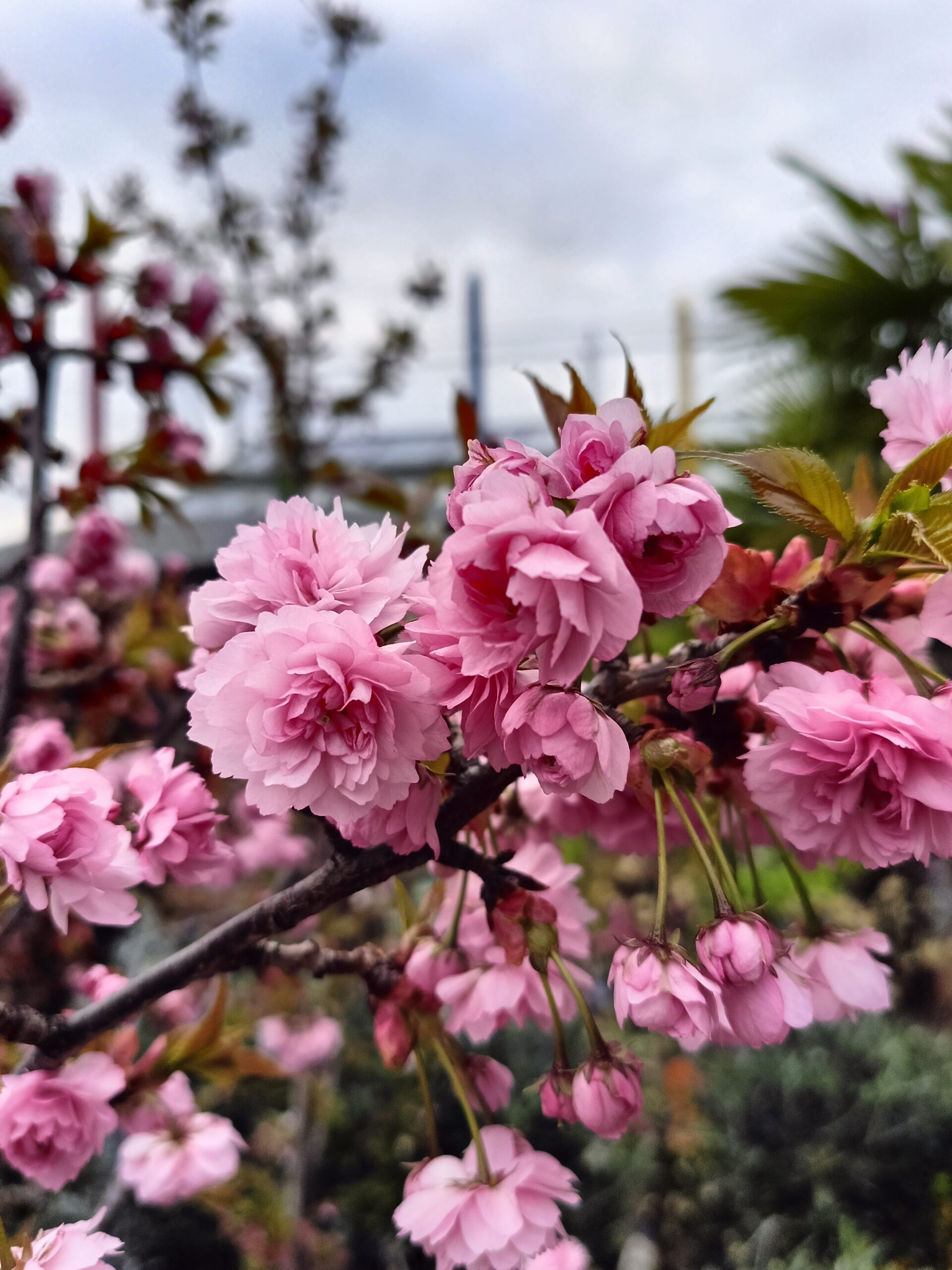 prunus-serrulata-shidare-zakura-floricoltura-roncador-valentino-primavera.jpg
