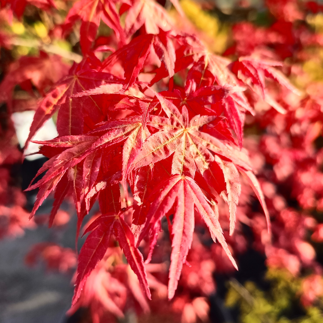 Aceri e arbusti alberi da giardino Floricoltura Roncador Valentino