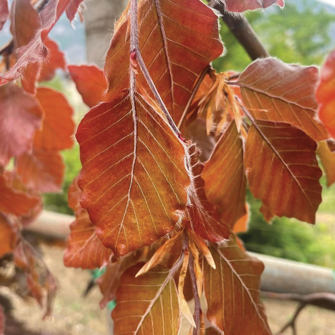 Alberi di latifoglie alberi da giardino Floricotura Roncador Valentino