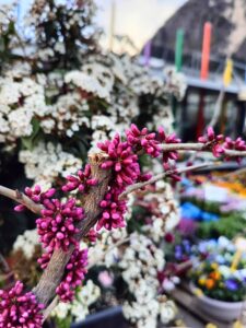 Cercis chinensis_Floricoltura Roncador Valentino