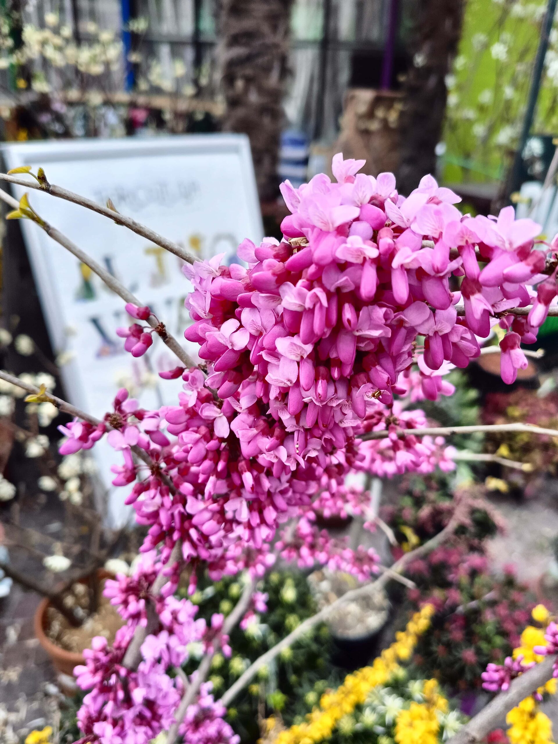 Cercis chinensis_Floricoltura Roncador Valentino