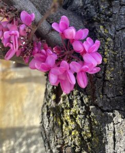 Cercis siliquastrum-Caulifloria