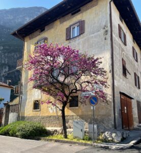 Cercis siliquastrum_Albero di Giuda_Roveré della Luna