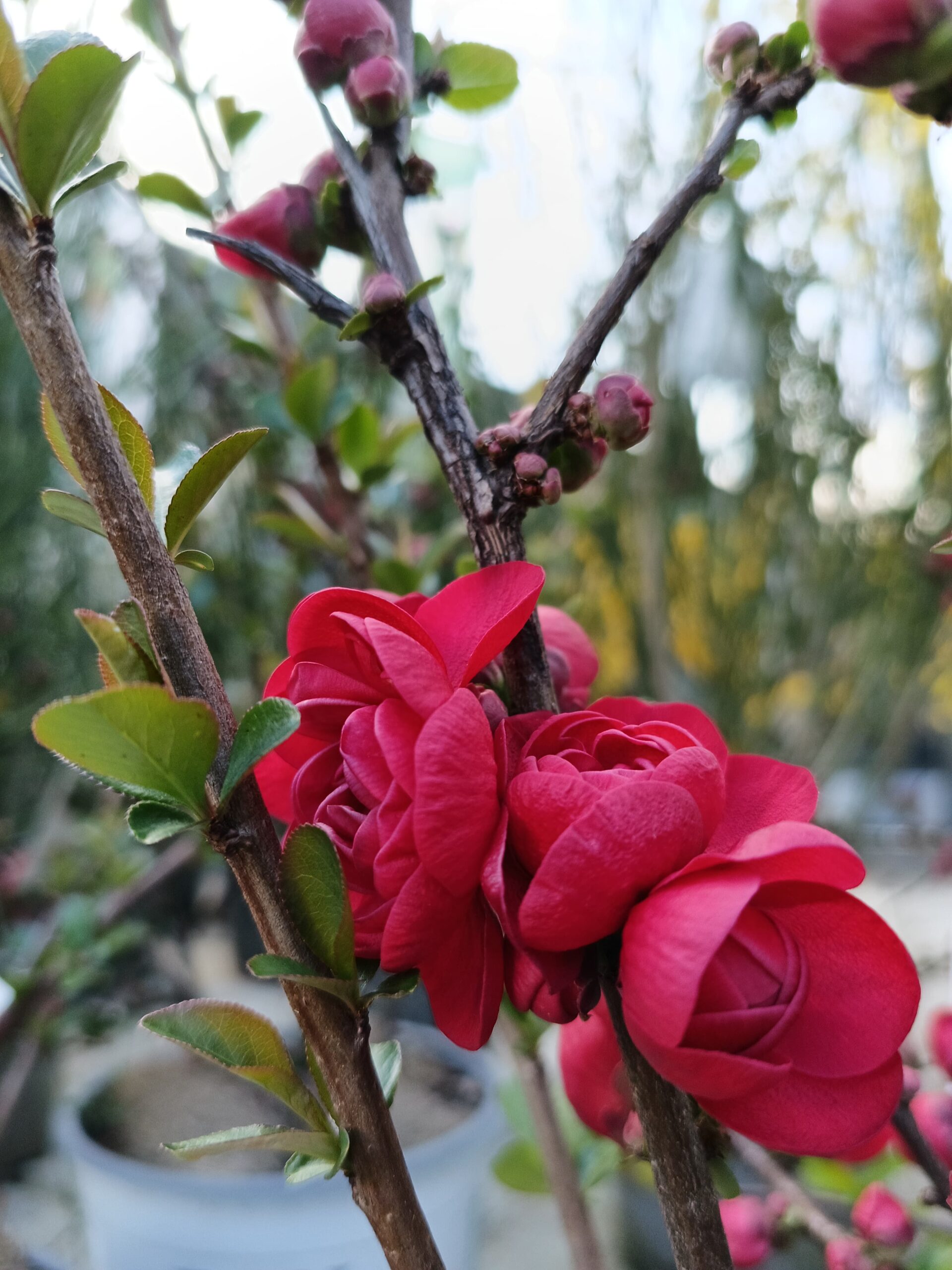 chaenomeles-speciosa-mango-storm-floricoltura-roncador-valentino-1.jpg