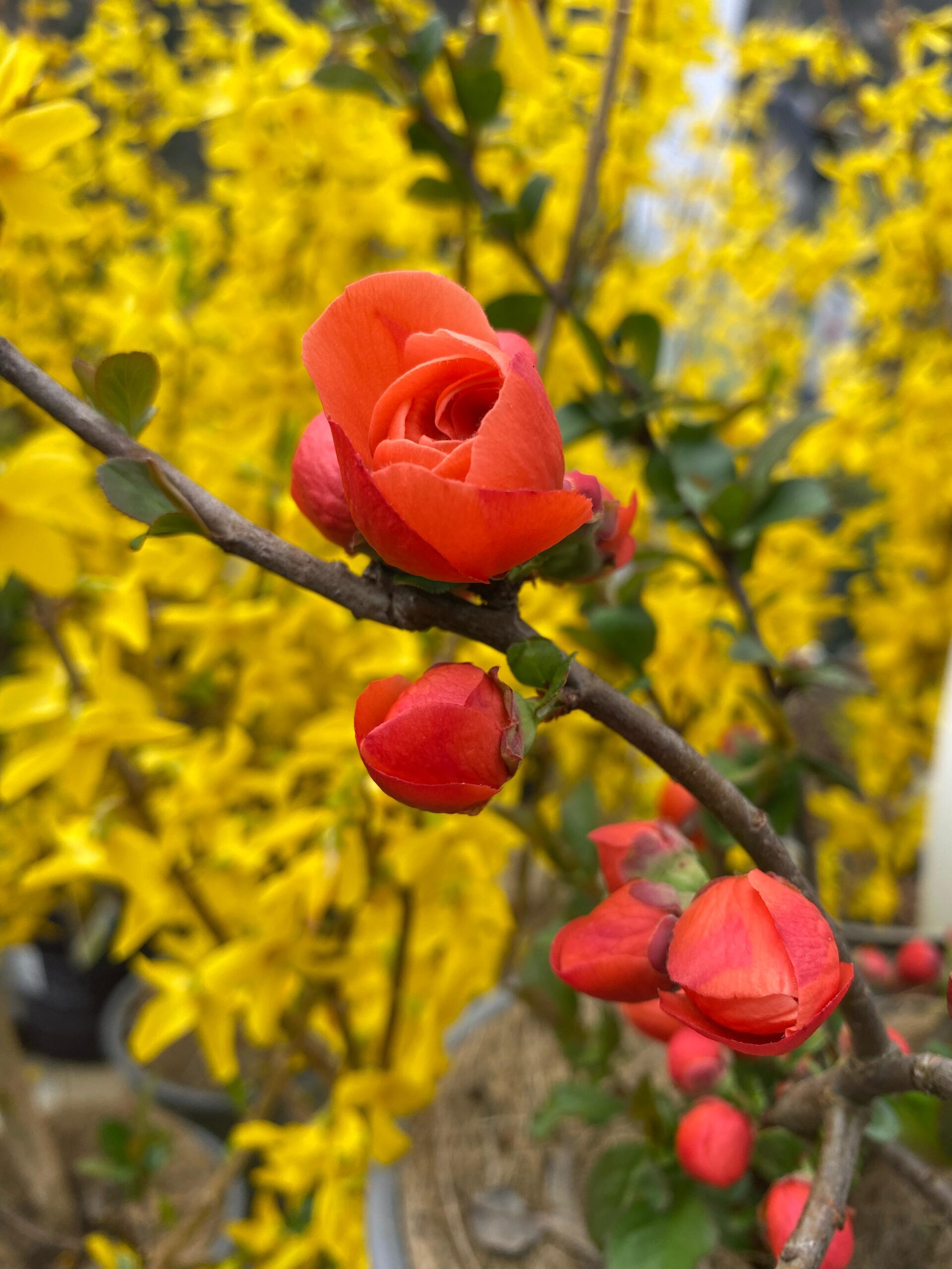 chaenomeles-speciosa-mango-storm-floricoltura-roncador-valentino-2.jpg