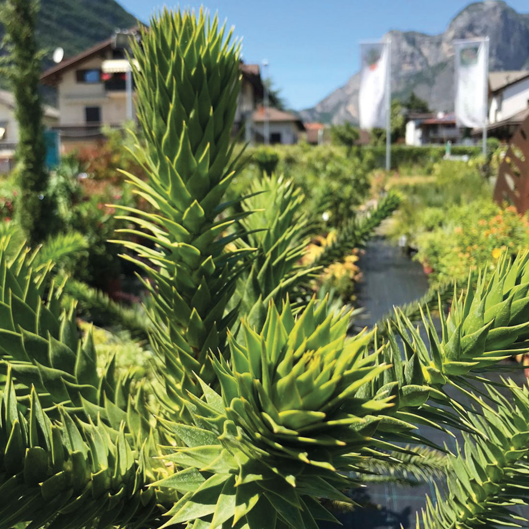 Conifere esotiche e curiose garden center Floricoltura Roncador Valentino