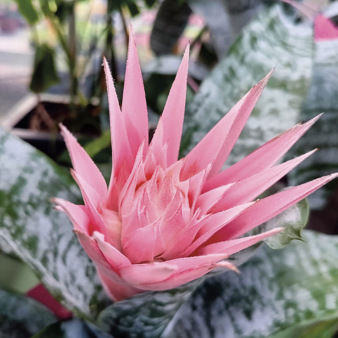 Curiosità esotiche piante da interno e balcone Floricoltura Roncador Valentino